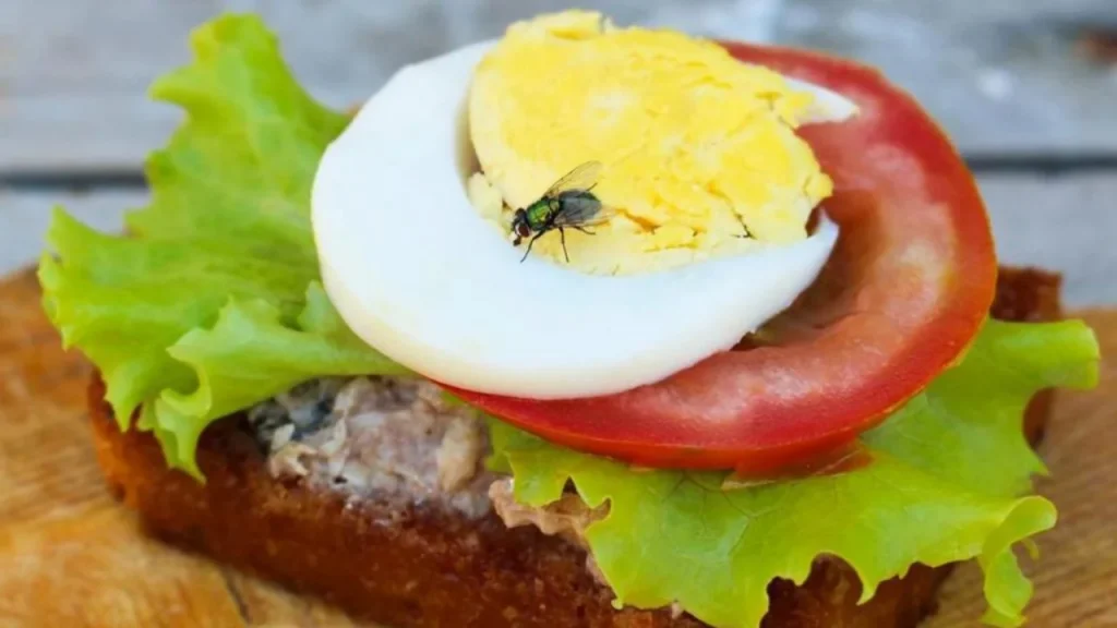 Rreziqet që vijnë nga mizat që prekin ushqimin!