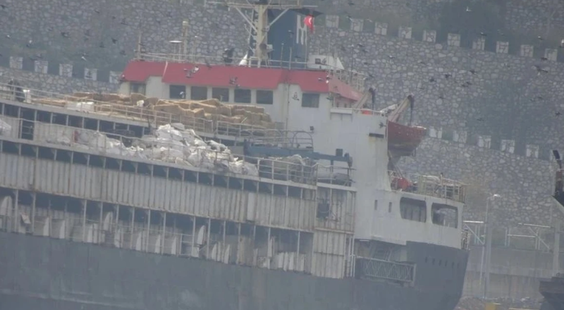 Ndodh edhe kjo/ Mijëra lopë bllokohen në port pa dokumente, ngordhin dhjetëra prej tyre (VIDEO)