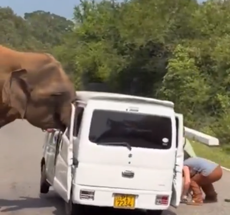 VIDEO tmerruese/ Elefanti sulmon mjetin e mbushur me turistë dhe e shkatërron