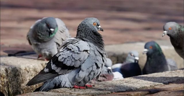 Kontraceptiv për pëllumbat: Nisma e re e Polonisë për kontrollin e mbipopullimit